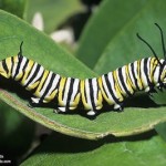 MonarchCaterpillarI-87-8.jpg