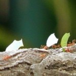 ants-working-small.jpg