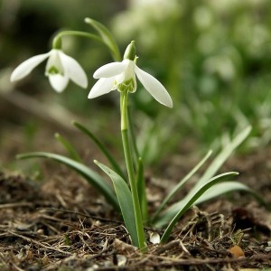 best snowdrop