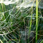 dew-covered-spider-web-1.jpg