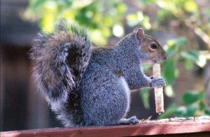 egray_squirrel.jpg