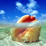 conch shell